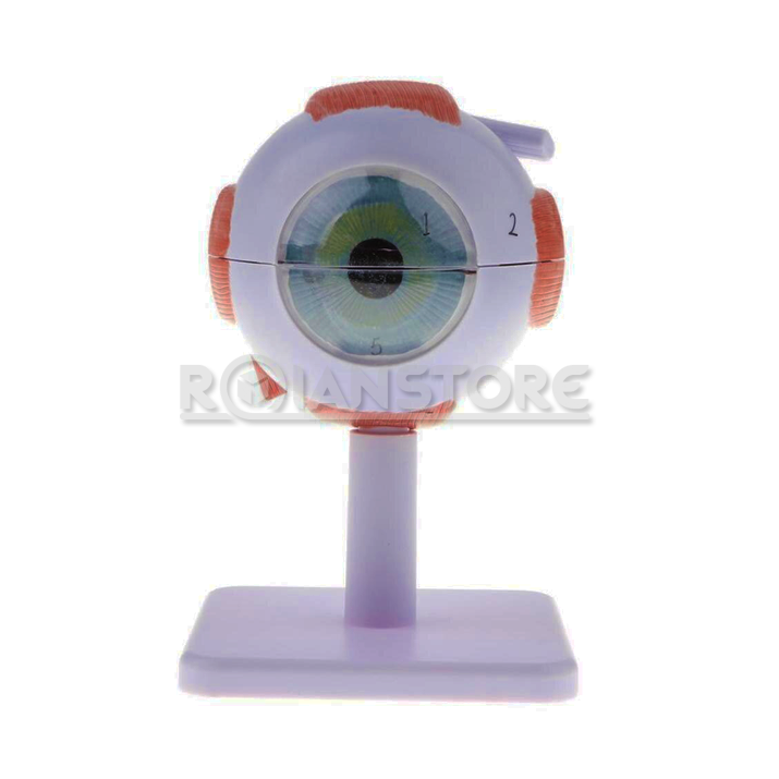 Modelo Anatómico de Estudio Ojo Órganos Extraibles 8 cm