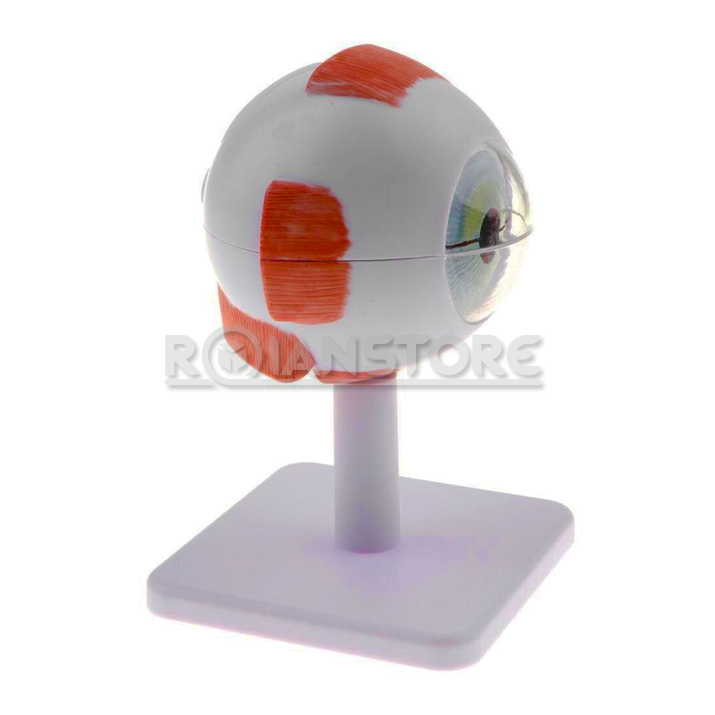 Modelo Anatómico de Estudio Ojo Órganos Extraibles 8 cm
