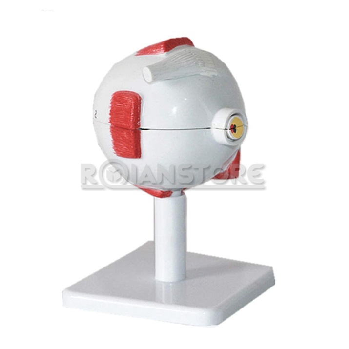 Modelo Anatómico de Estudio Ojo Órganos Extraibles 8 cm