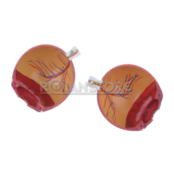 Modelo Anatómico de Estudio Ojo Órganos Extraibles 8 cm