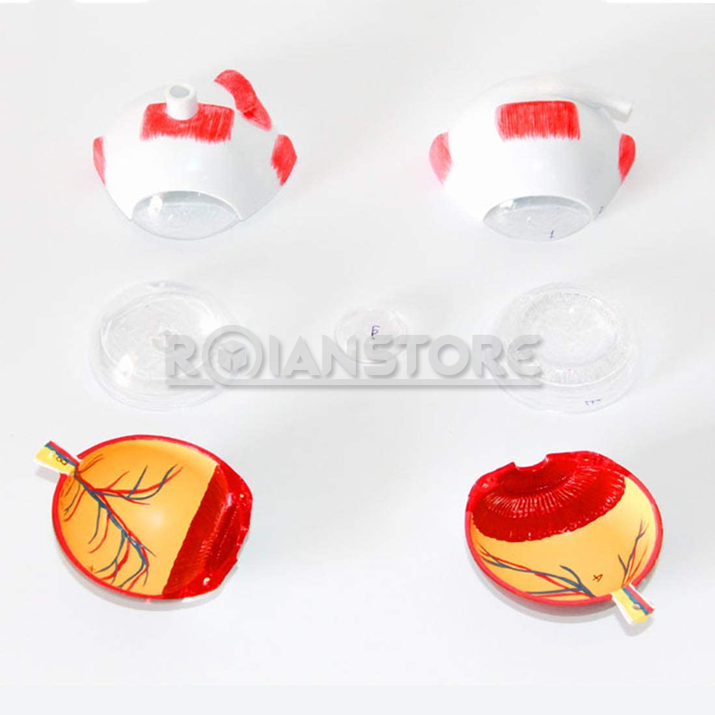 Modelo Anatómico de Estudio Ojo Órganos Extraibles 8 cm